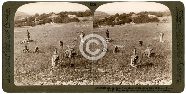 Gathering tares from wheat in the stony fields of Bethel (Baytin), Palestine, 1900.Artist: Underwood & Underwood