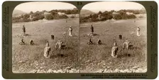Gathering tares from wheat in the stony fields of Bethel (Baytin), Palestine, 1900.Artist: Underwood & Underwood