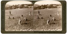 Gathering tares from wheat in the stony fields of Bethel (Baytin), Palestine, 1900.Artist: Underwood & Underwood