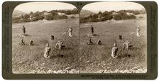 Gathering tares from wheat in the stony fields of Bethel (Baytin), Palestine, 1900.Artist: Underwood & Underwood