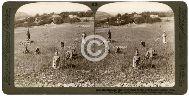 Gathering tares from wheat in the stony fields of Bethel (Baytin), Palestine, 1900.Artist: Underwood & Underwood