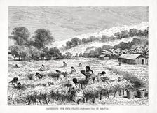 Gathering the Coca Plant (Erythroxylum coca) in Bolivia 1877