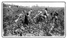 Gathering the raw material in the cotton-fields, 1909. Creator: Unknown