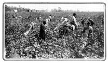 Gathering the raw material in the cotton-fields, 1909. Creator: Unknown