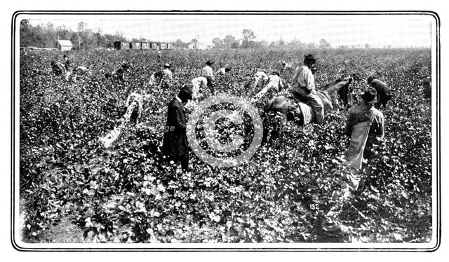 Gathering the raw material in the cotton-fields, 1909.  Creator: Unknown.