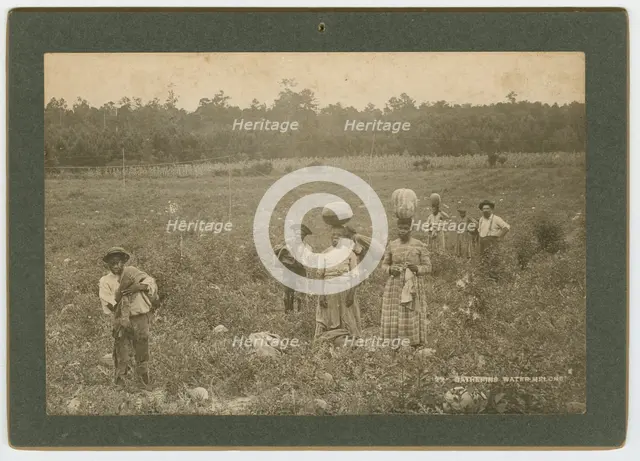Gathering Watermelons, ca. 1895. Creator: A. W. Möller.