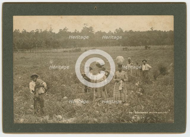 Gathering Watermelons, ca. 1895. Creator: A. W. Möller.