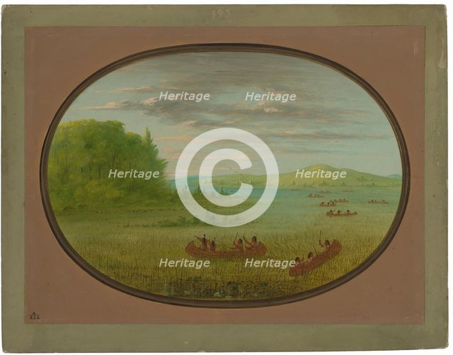 Gathering Wild Rice - Winnebago, 1861/1869. Creator: George Catlin.