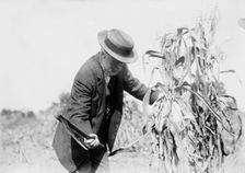 Gaynor in the cornfields, St. James, L.I., 1910. Creator: Bain News Service
