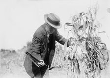 Gaynor in the cornfields, St. James, L.I., 1910. Creator: Bain News Service