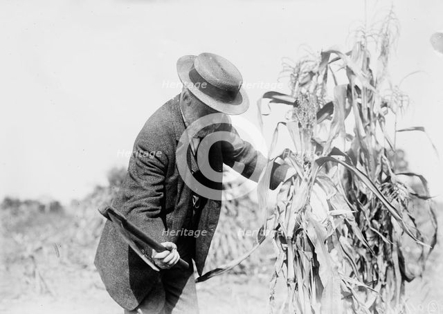 Gaynor in the cornfields, St. James, L.I., 1910. Creator: Bain News Service.