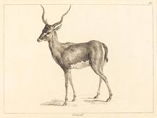 Gazel (Gazelle). Creator: Jacques Philippe Le Bas