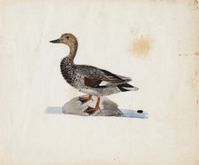 Gadwall, 1830-1831. Creator: Ferdinand von Wright