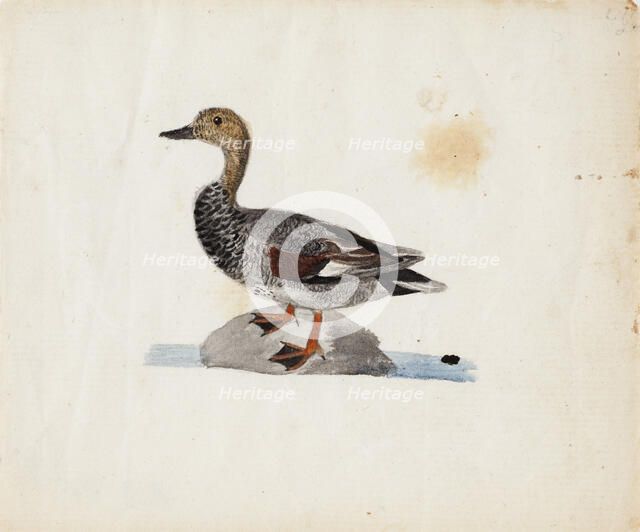 Gadwall, 1830-1831. Creator: Ferdinand von Wright.
