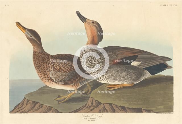 Gadwall Duck, 1836. Creator: Robert Havell.