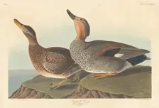 Gadwall Duck, 1836. Creator: Robert Havell