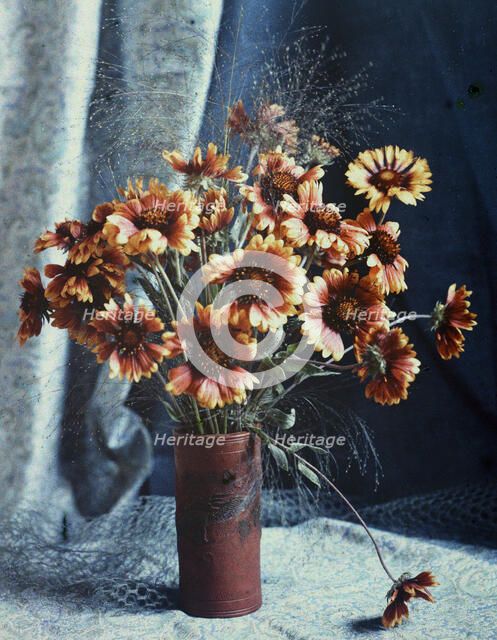 Gaillardias, 1918. Creator: Robert Walrond.