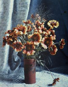 Gaillardias, 1918. Creator: Robert Walrond