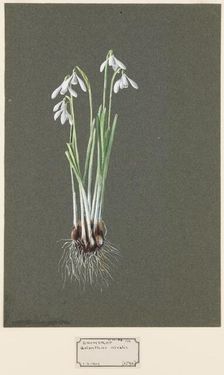 Galanthus nivalis L. (Snowdrop), c1903 -1915. Creator: Harold Drinkwater