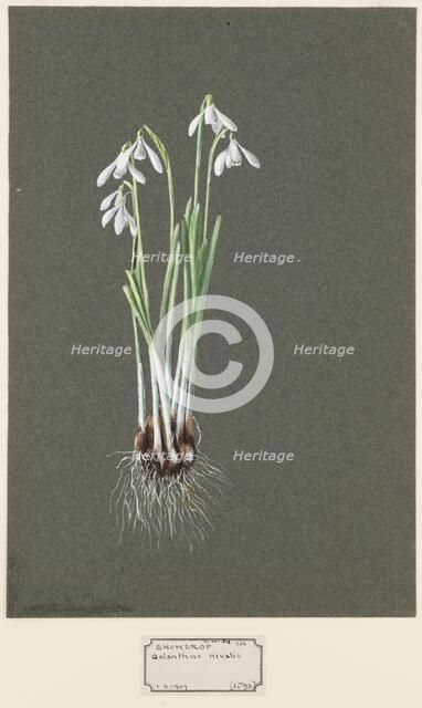 Galanthus nivalis L. (Snowdrop), c1903 -1915. Creator: Harold Drinkwater.