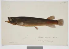 Galaxias grandis, Haast, 1872. Creator: James Francis McCardell