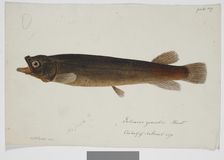 Galaxias grandis, Haast, 1872. Creator: James Francis McCardell