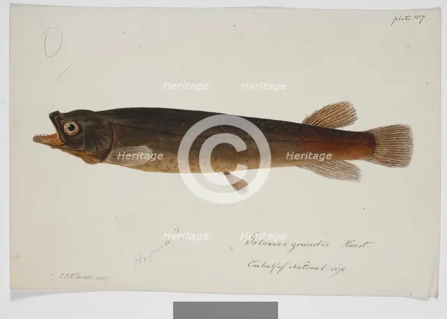 Galaxias grandis, Haast, 1872. Creator: James Francis McCardell.