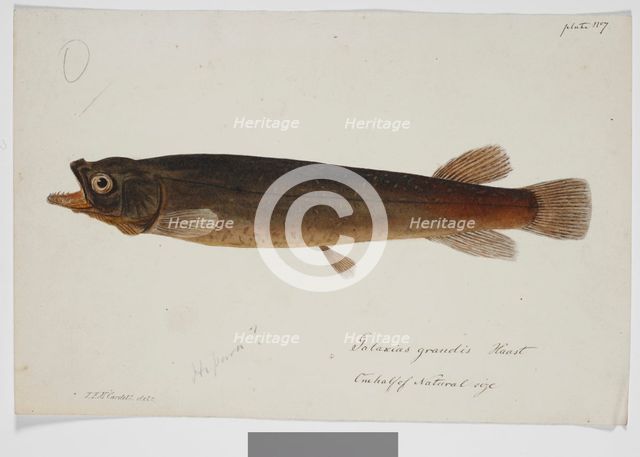 Galaxias grandis, Haast, 1872. Creator: James Francis McCardell.