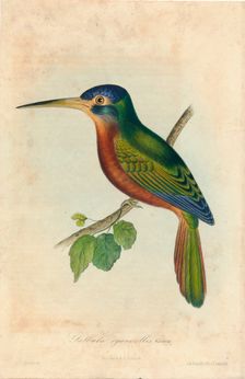 Galbula cyanicollis. Cassin 1850s. Creators: John T. Bowen, William E. Hitchcock