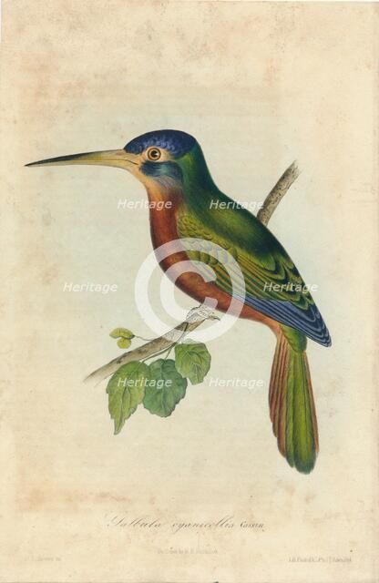'Galbula cyanicollis. Cassin', 1850s. Creators: John T. Bowen, William E. Hitchcock.