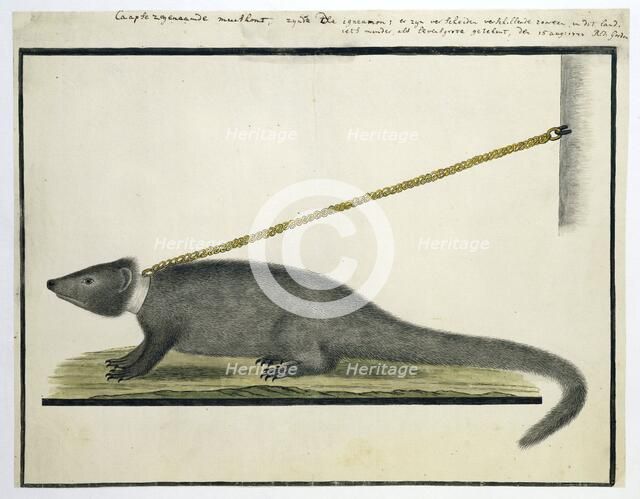 Galerella pulverulenta or Herpestes pulverulentus (Cape gray mongoose), 1777. Creator: Robert Jacob Gordon.