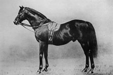 Galopin, 1872-1899, (1911)