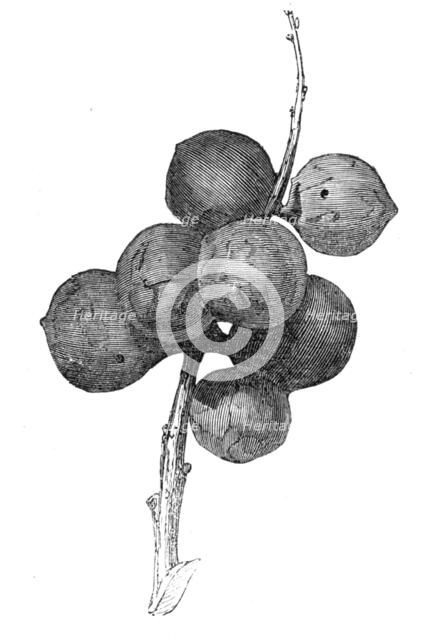 Gall-nuts upon oak trees in Devon, 1857. Creator: Unknown.