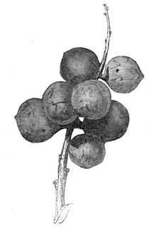 Gall-nuts upon oak trees in Devon, 1857. Creator: Unknown