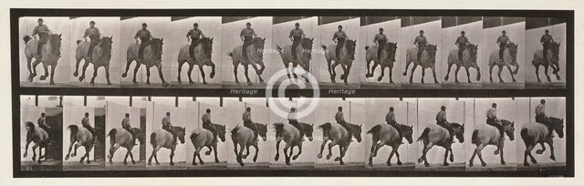 Gallop, 1872-1885.  Creator: Eadweard J Muybridge.