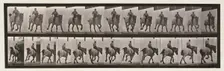 Gallop, 1872-1885. Creator: Eadweard J Muybridge