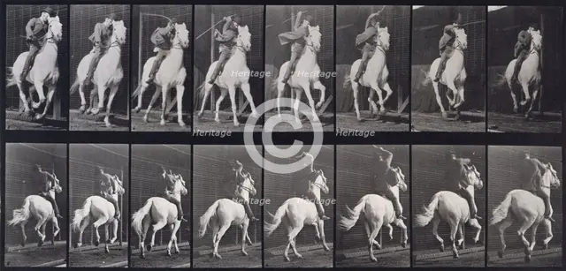 Gallop, 1872-1885. Creator: Eadweard J Muybridge.