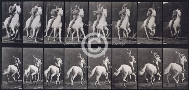 Gallop, 1872-1885. Creator: Eadweard J Muybridge.