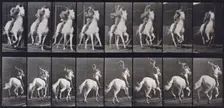 Gallop, 1872-1885. Creator: Eadweard J Muybridge