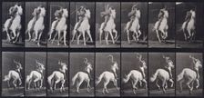 Gallop, 1872-1885. Creator: Eadweard J Muybridge