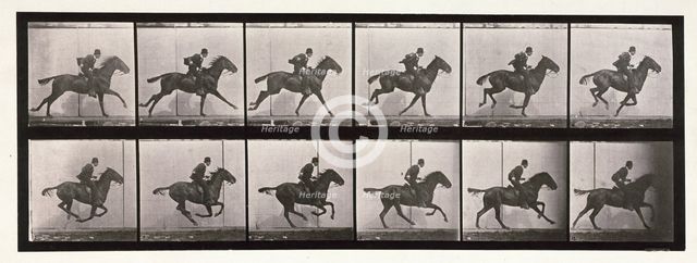 Gallop, 1872-1885.  Creator: Eadweard J Muybridge.