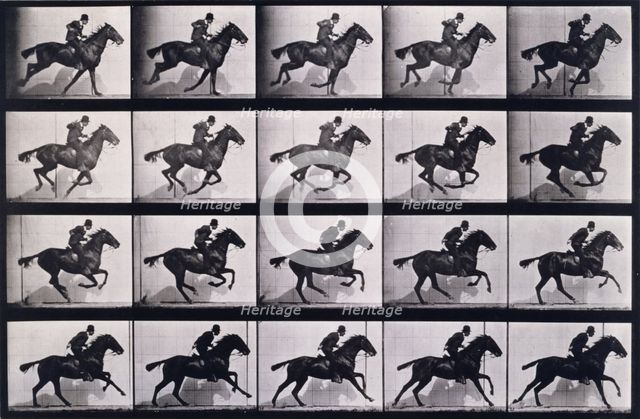 Gallop, 1872-1885.   Creator: Eadweard J Muybridge.