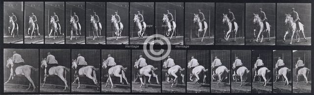 Gallop, 1872-1885.   Creator: Eadweard J Muybridge.