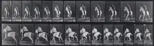 Gallop, 1872-1885. Creator: Eadweard J Muybridge