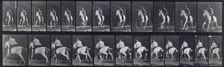 Gallop, 1872-1885. Creator: Eadweard J Muybridge