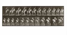 Galloping Horse with Rider, Plate 635 from Animal Locomotion, 1887 (photograph)