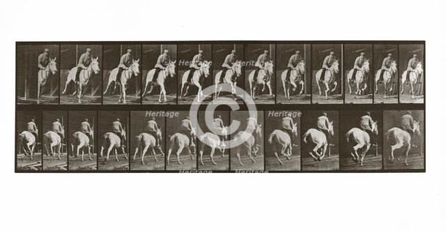 Galloping Horse with Rider, Plate 635 from Animal Locomotion, 1887 (photograph)