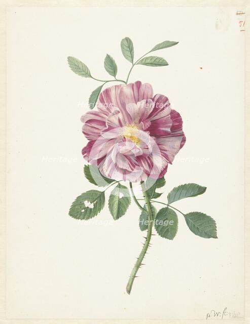 Gallic Rose (Rosa gallica  L. 'Versicolor'), c.1686-c.1692. Creator: Pieter Withoos.