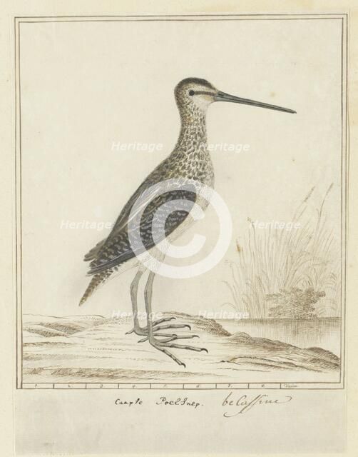 Gallinago nigripennis nigripennis (African snipe), 1777-1786. Creator: Robert Jacob Gordon.