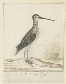 Gallinago nigripennis nigripennis (African snipe), 1777-1786. Creator: Robert Jacob Gordon